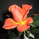 Eine Rose als Dankeschön